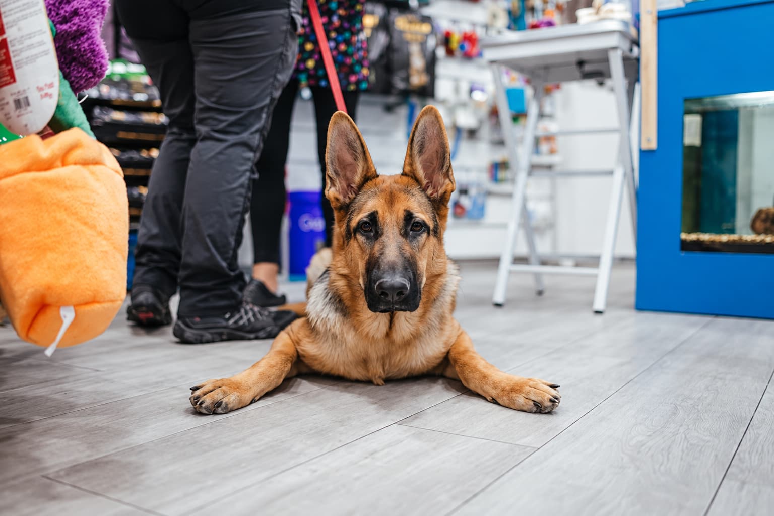 Fachada de San Roque Mascotas en Plaza Cruz Roja, Murcia