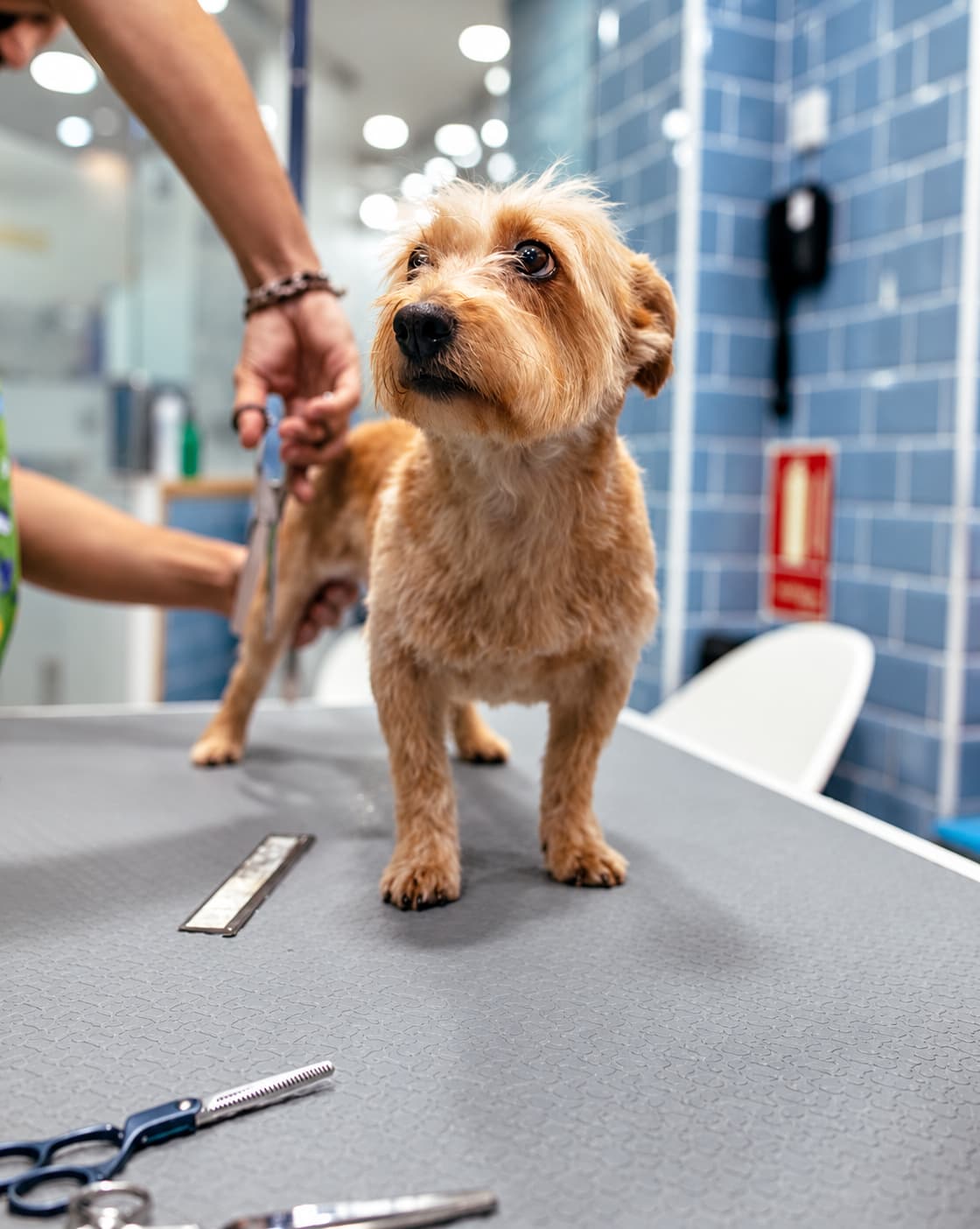 Perro en la mesa de peluquería de San Roque Mascotas